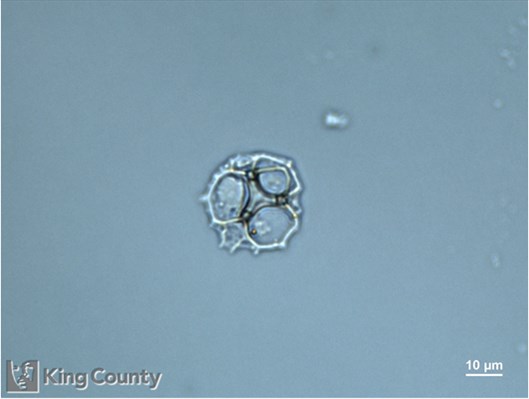 Photo of Ebria tripartita